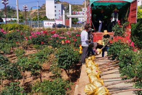 庆阳月季园开出“脱贫花”