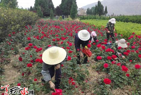 甘谷：两代人的“庆阳月季梦”